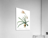Amaryllis Broussonetii illustration  Acrylic Print