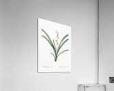 Boat orchid illustration  Acrylic Print