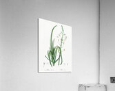 Albuca cornuta illustration  Acrylic Print