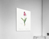 Lachenalia pendula illustration  Acrylic Print