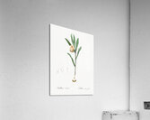 Lachenalia pendula illustration  Acrylic Print