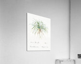 Convallaria japonica illustration  Acrylic Print