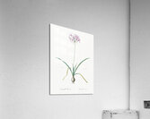Amaryllis undulata illustration  Acrylic Print
