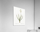 Arabian starflower illustration  Acrylic Print