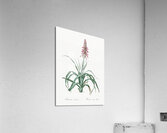 Pina cortadora illustration  Acrylic Print