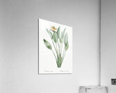 Bird of paradise illustration  Acrylic Print