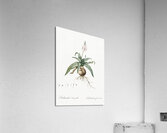 Lachenalia lanceaefolia illustration  Acrylic Print