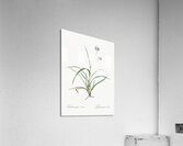 Spiderwort illustration  Acrylic Print