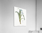Iris fimbriata illustration  Acrylic Print