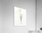 Ixia bulbifera illustration  Acrylic Print