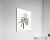 Pleomele illustration  Acrylic Print