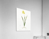 Ixia fusco citrina illustration  Acrylic Print