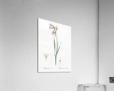 Painted lady illustration  Acrylic Print