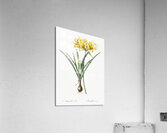 Golden Hurricane Lily illustration  Acrylic Print