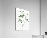 Maranta arundinacea illustration  Acrylic Print