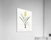 Wachendorfia thyrsiflora illustration  Acrylic Print