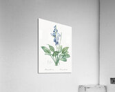 Daylily illustration  Acrylic Print