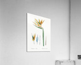 Bird of paradise illustration  Acrylic Print