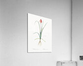 Veltheimia abyssinica illustration  Acrylic Print