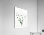 Veltheimia abyssinica illustration  Acrylic Print