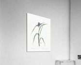 Virginia spiderwort illustration  Acrylic Print