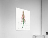 Pitcairnia latifolia illustration  Acrylic Print