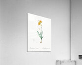 Pitcairnia latifolia illustration  Acrylic Print