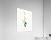 Pale yellow eyed grass illustration  Acrylic Print