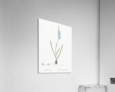 Ixia cepacea illustration  Acrylic Print