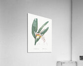 Shellflower illustration  Acrylic Print