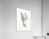 Pickerelweed illustration  Acrylic Print