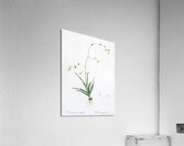 Diasia iridifolia illustration  Acrylic Print