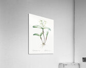 Fringed Star Orchid illustration  Acrylic Print