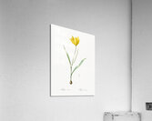 Tulipa sylvestris illustration  Acrylic Print