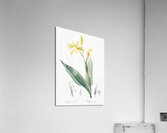 Bandana of the everglades illustration  Acrylic Print