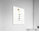 Lilium penduliflorum illustration  Acrylic Print