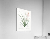 Pitcairnia angustifolia illustration  Acrylic Print
