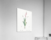 Ixia scillaris illustration  Acrylic Print