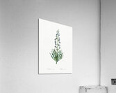 Persian lily illustration Acrylic Print