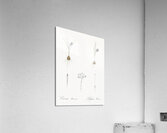 Crocus illustration  Acrylic Print