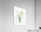 Slime Lily illustration  Impression acrylique