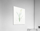 Slime Lily illustration  Acrylic Print