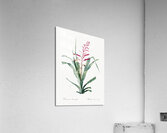 Pitcairnia bromeliaefolia illustration  Acrylic Print