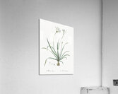 Allium fragrans illustration  Acrylic Print