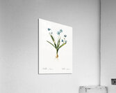 Scilla amoena illustration  Acrylic Print