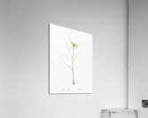 Small yellow onion illustration  Acrylic Print