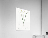 Small yellow onion illustration  Acrylic Print