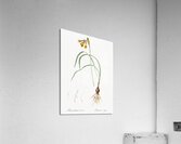 iPancratium croceum llustration  Acrylic Print