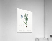 Gladiolus plicatus illustration  Acrylic Print
