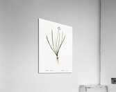 Spring squill illustration  Acrylic Print
